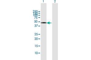 Western Blot analysis of EFEMP2 expression in transfected 293T cell line by EFEMP2 MaxPab polyclonal antibody.