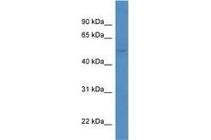 KCNK5 antibody  (AA 236-285)