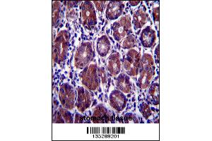 EIF2S1 Antibody immunohistochemistry analysis in formalin fixed and paraffin embedded human stomach tissue followed by peroxidase conjugation of the secondary antibody and DAB staining. (EIF2S1 antibody  (N-Term))