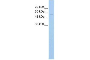 IRX3 antibody  (C-Term)