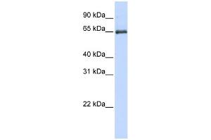 WB Suggested Anti-HSPA2 Antibody Titration: 0. (HSPA2 antibody  (Middle Region))