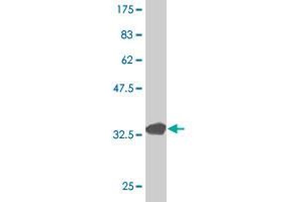 HIST1H3E antibody  (AA 69-125)