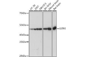 Western blot analysis of extracts of various cell lines, using SSTR5 Rabbit mAb (ABIN7270495) at 1:1000 dilution. (SSTR5 antibody)