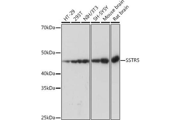SSTR5 anticorps