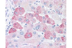 Anti-LOXL2 antibody IHC of human liver. (LOXL2 antibody  (N-Term))