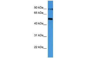 WB Suggested Anti-OVGP1  Antibody Titration: 0. (OVGP1 antibody  (C-Term))