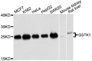 Western blot analysis of extracts of various cell lines, using GSTK1 antibody. (GSTK1 antibody  (AA 1-226))