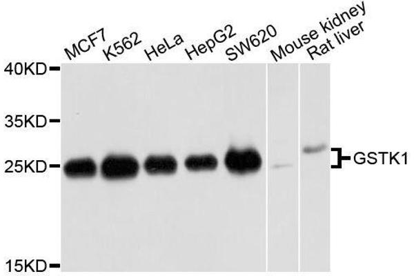 GSTK1 抗体  (AA 1-226)