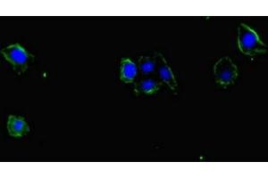 Immunofluorescent analysis of HepG2 cells using ABIN7169848 at dilution of 1:100 and Alexa Fluor 488-congugated AffiniPure Goat Anti-Rabbit IgG(H+L) (SMIM1 antibody  (AA 1-46))