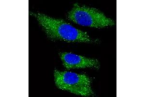 Immunofluorescent analysis of 4 % paraformaldehyde-fixed, 0. (ITIH4 antibody  (AA 784-816))
