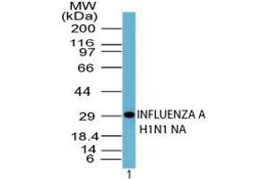 Image no. 1 for anti-Influenza A Virus H1N1 antibody (Influenza Virus) (AA 35-48) (ABIN960233) (Influenza A Virus H1N1 antibody (Influenza Virus) (AA 35-48))