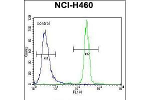 Flow cytometric analysis of NCI-H460 cells (right histogram) compared to a negative control cell (left histogram). (XYLT1 antibody  (N-Term))
