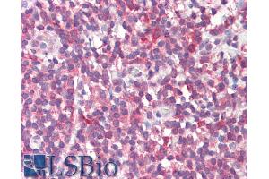 ABIN768655 (5µg/ml) staining of paraffin embedded Human Tonsil. (MTHFD1L antibody  (AA 535-538))