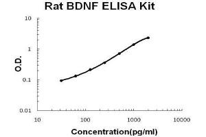 Rat BDNF PicoKine ELISA Kit standard curve (BDNF ELISA Kit)