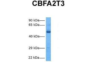 Host:  Rabbit  Target Name:  CBFA2T3  Sample Tissue:  Human Fetal Lung  Antibody Dilution:  1. (CBFA2T3 antibody  (N-Term))