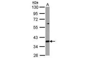 Image no. 1 for anti-Mitochondrial Ribosomal Protein L39 (MRPL39) (AA 1-208) antibody (ABIN1499561) (MRPL39 antibody  (AA 1-208))