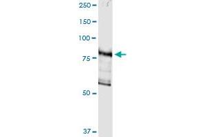 Immunoprecipitation of DGKG transfected lysate using anti-DGKG MaxPab rabbit polyclonal antibody and Protein A Magnetic Bead , and immunoblotted with DGKG purified MaxPab mouse polyclonal antibody (B01P) . (DGKG antibody  (AA 1-766))