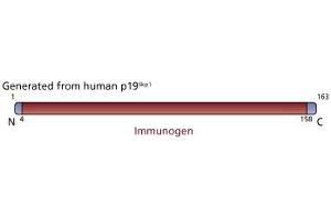 Image no. 3 for anti-S-Phase Kinase-Associated Protein 1 (SKP1) (AA 4-158) antibody (ABIN968019) (SKP1 antibody  (AA 4-158))