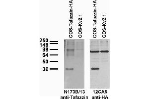 Transfected cell immunoblot: extracts of COS cells transiently transfected with HA-tagged Tafazzin or untagged Kv2.