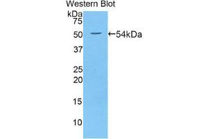 Western Blotting (WB) image for anti-Wingless-Type MMTV Integration Site Family, Member 10A (WNT10A) (AA 108-343) antibody (ABIN3202078) (WNT10A antibody  (AA 108-343))