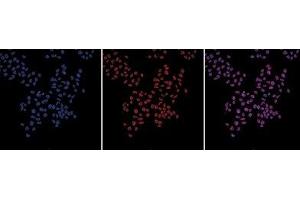 HeLa cells stained with the H3pan Monoclonal Antibody and with DAPI. (Histone 3 antibody  (C-Term))