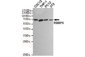 Western blot detection of RBBP5 in C2C12,THP-1,PC12 and 3T3 cell lysates using RBBP5 mouse mAb (1:1000 diluted). (RBBP5 antibody)