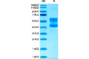 Cynomolgus CD3E&CD3D on Tris-Bis PAGE under reduced conditions.