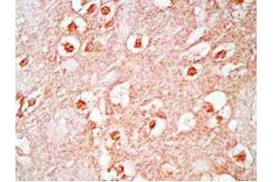 Mouse brain tissue was stained by Rabbit Anti-Neuropeptide S, Prepro (23-67)  (Mouse) Antibody (NPS antibody  (Preproprotein))