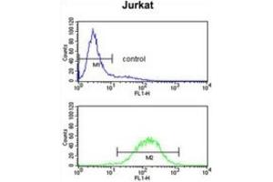 Flow Cytometry (FACS) image for anti-Complement Component 1, Q Subcomponent, B Chain (C1QB) antibody (ABIN3003952) (C1QB antibody)