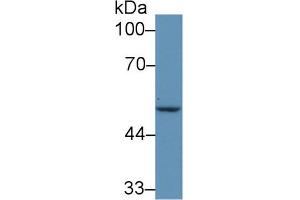 Western blot analysis of Human MCF7 cell lysate, using Mouse IRF6 Antibody (5 µg/ml) and HRP-conjugated Goat Anti-Rabbit antibody ( (IRF6 antibody  (AA 150-445))