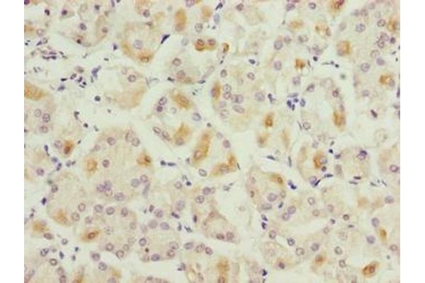 LYSMD1 antibody  (AA 1-227)