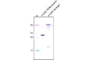 Western analysis of recombinant Human CCM-1 (FERM domain) and recombinant Human full length CCM-1 using a Rabbit polyclonal anti-Human CCM-1 antibody Cat. (KRIT1 antibody  (N-Term))