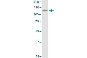 PCDH11X monoclonal antibody (M05), clone 7B4. (PCDH11X antibody  (AA 1228-1336))