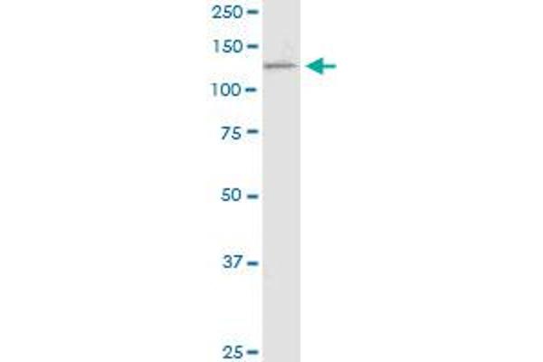 PCDH11X antibody  (AA 1228-1336)