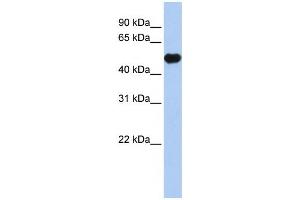 Western Blotting (WB) image for anti-Potassium Inwardly-Rectifying Channel, Subfamily J, Member 12 (KCNJ12) antibody (ABIN2458140) (Kir2.2 antibody)