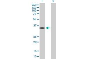 Western Blot analysis of CBX7 expression in transfected 293T cell line by CBX7 MaxPab polyclonal antibody. (CBX7 antibody  (AA 1-251))