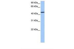 Image no. 1 for anti-Zinc Finger Protein 680 (ZNF680) (AA 144-193) antibody (ABIN6739472)