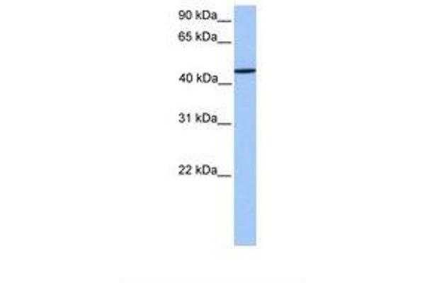 ZNF680 antibody  (AA 144-193)