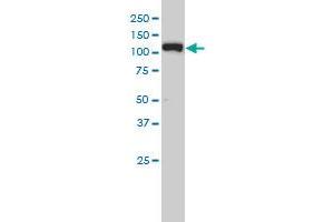 XPO5 monoclonal antibody (M01), clone 2C5-1B3 Western Blot analysis of XPO5 expression in Hela S3 NE . (XPO5 antibody  (AA 1-280))