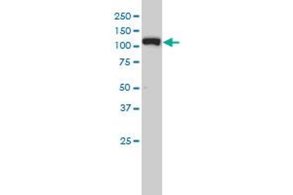 XPO5 antibody  (AA 1-280)