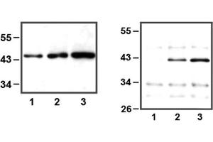 LEFT: 1:1,000 (1μg/mL) Ab dilution used in WB of HEK293 cell lysate, 5μg (1), 10μg (2), and 30μg (3) of cell lysate used, RIGHT: IP of anti-ERK1 (1μL) using HeLa cell lysate, 10μg (1), 25μg (2), and 50μg (3) of cell lysate used (ERK1 antibody)