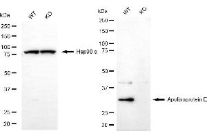 Western blotting analysis using apolipoprotein E antibody (ABIN7797629).