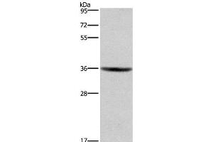 Western Blot analysis of HT-29 cell using GPR171 Polyclonal Antibody at dilution of 1:400 (GPR171 antibody)