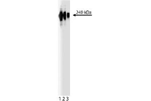 Western blot analysis of Fibronectin. (Fibronectin antibody)