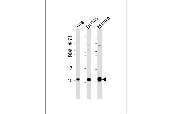 GNG12 antibody  (AA 37-68)