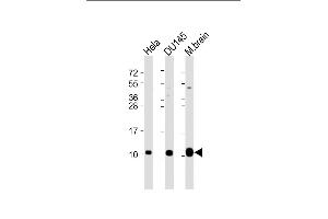 All lanes : Anti-GNG12 Antibody (C-Term) at 1:2000 dilution Lane 1: Hela whole cell lysate Lane 2: D whole cell lysate Lane 3: mouse brain lysate Lysates/proteins at 20 μg per lane. (GNG12 antibody  (AA 37-68))