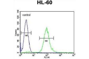 METTL10 Antibody (N-term) flow cytometric analysis of HL-60 cells (right histogram) compared to a negative control cell (left histogram). (METTL10 antibody  (N-Term))