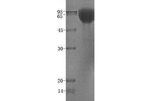 Validation with Western Blot (TRKB Protein (Transcript Variant B))