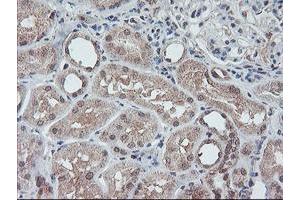 Image no. 2 for anti-Fragile X Mental Retardation 1 (FMR1) (AA 26-279) antibody (ABIN1491292) (FMR1 antibody  (AA 26-279))