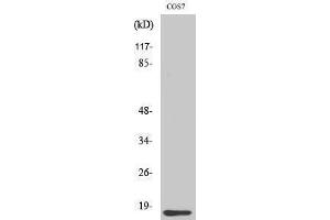 Western Blotting (WB) image for anti-Cytochrome C, Somatic (CYCS) (N-Term) antibody (ABIN3184156) (Cytochrome C antibody  (N-Term))